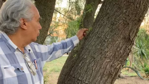 Hombre es detenido por plantar un árbol en CDMX