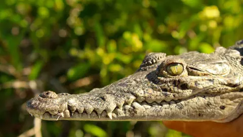 Encuentran boas y cocodrilos en colonias de Cozumel_ FOTOS.jpg
