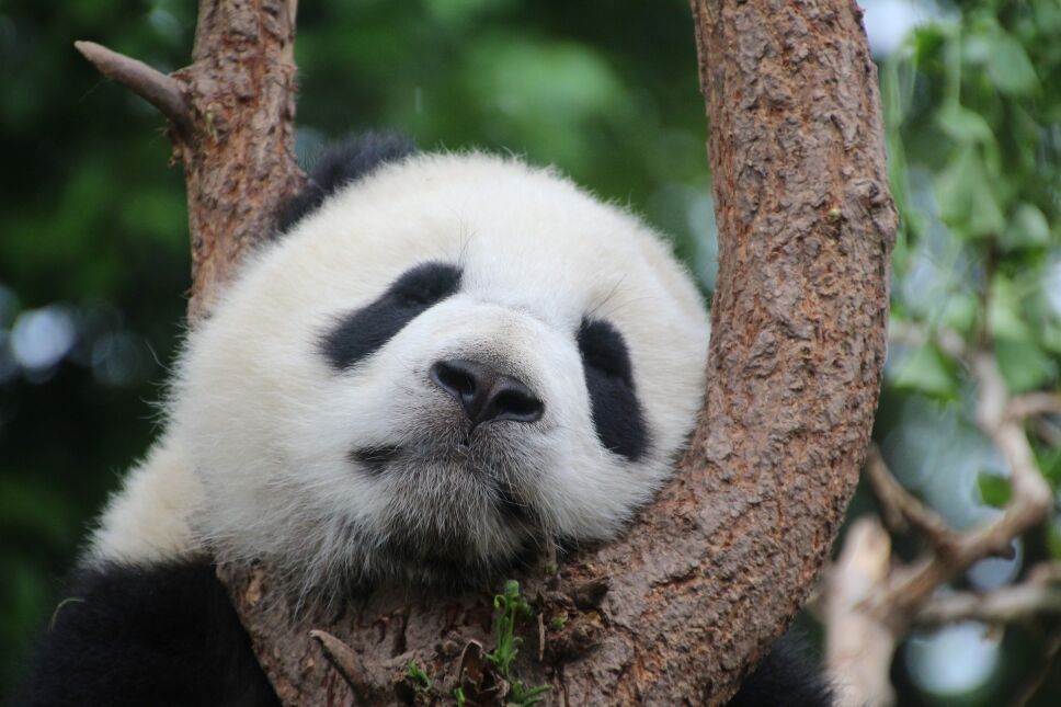 Osos panda