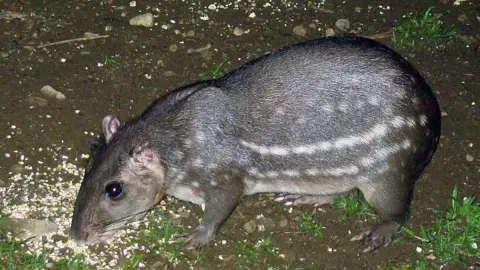 Tepezcuintle.
