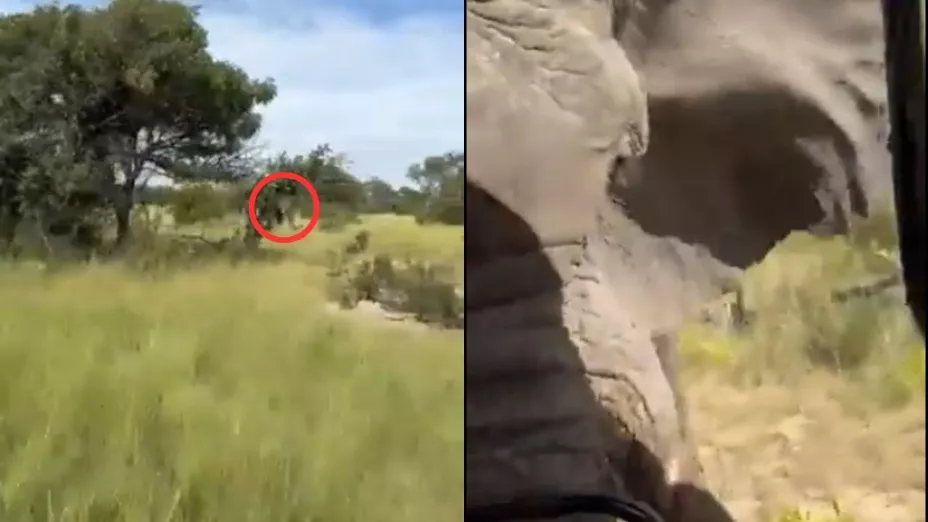 VIDEO: ¡FUERTES IMÁGENES! Elefante ataca a turistas y mujer de 80 años muere