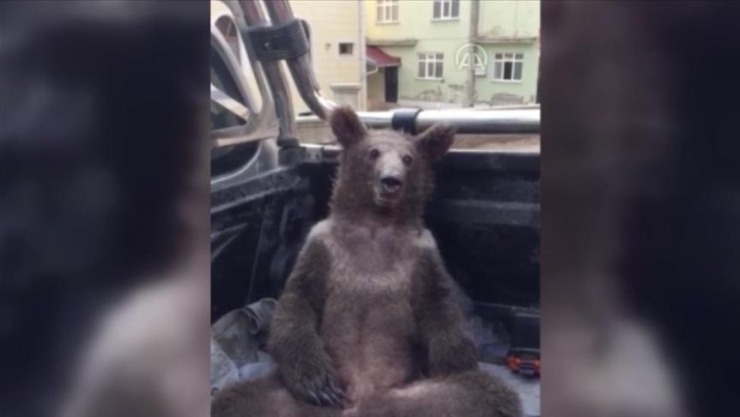Oso borracho miel Turquía