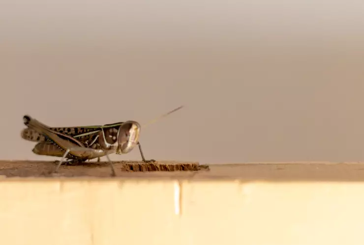 grillo casa Feng Shui