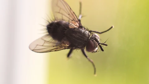 Mosca estéril el aliado clave contra el gusano barrenador del ganado.
