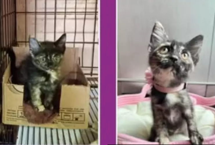 ¿Quién es la bebé Frida, gatita rescatada que hoy vive en una casa llena de amor?