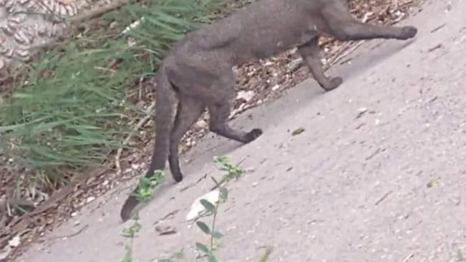 ¿Qué es el jaguarundi? Un ejemplar fue captado en Cholul