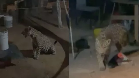 Alertan de presencia de jaguar en zona habitacional de Cancún