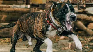 ataque de perro pitbull en bogota