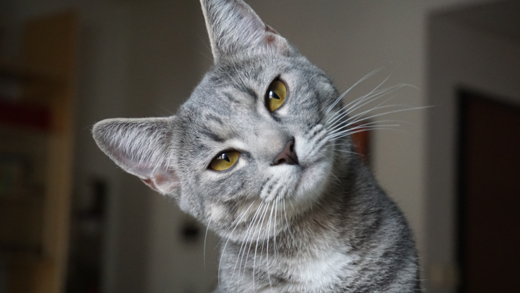 gato.png