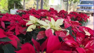 Origen de la flore de nochebuena.jpg