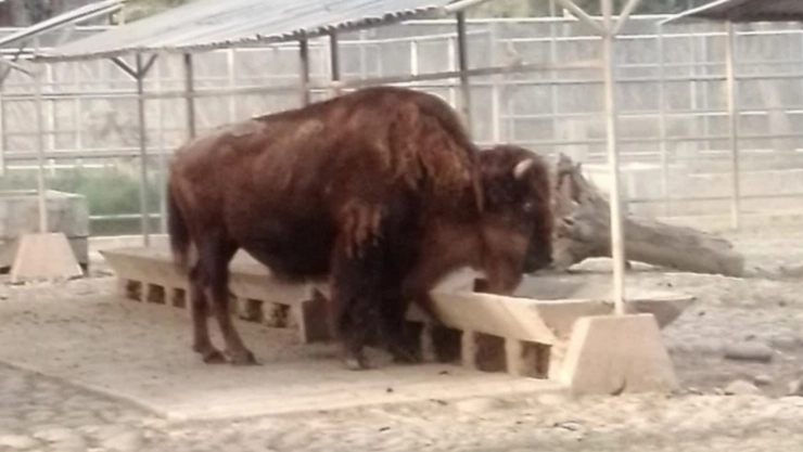 la diabla bisonte zoologico chapultepec