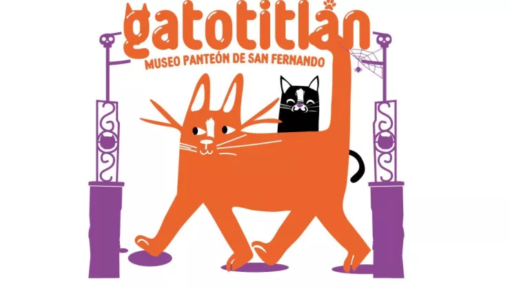 Realizarán festival para atender a gatos abandonados