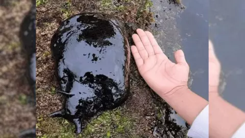 VIDEO: ¿Qué es la liebre de mar negra californiana? Captan a la extraña criatura