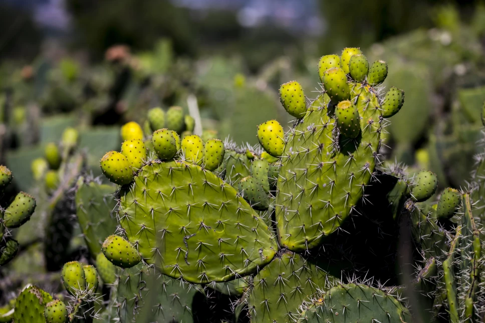 La baba de nopal es efectiva para la piel y en medicamentos
