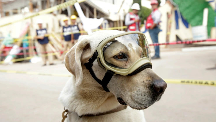 Frida tiene siete años y es especialista en búsqueda y rescate de personas extraviadas; además, es la perra con más experiencia. Ha rescatado a 52 personas en México.