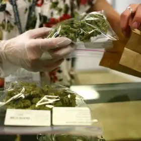 Suprema Corte valida entrega de permiso para autoconsumo lúdico de cannabis
