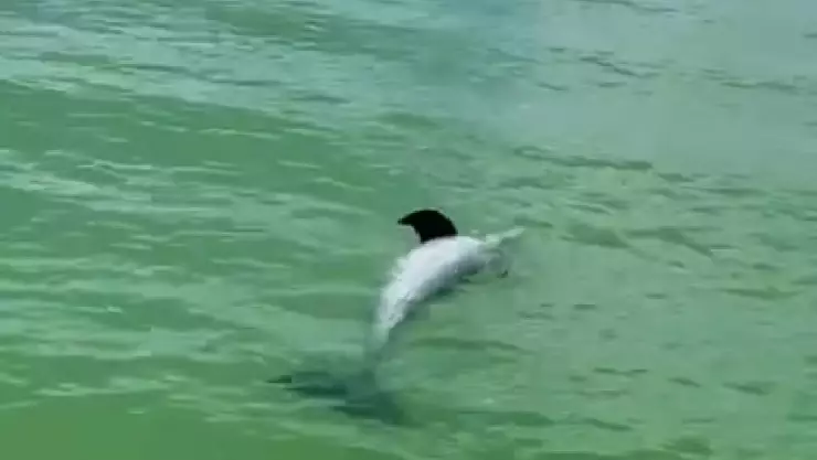 VIDEO: Pescadores de Calderitas hallan delfín muerto en la Bahía de Chetumal y preocupa a pobladores