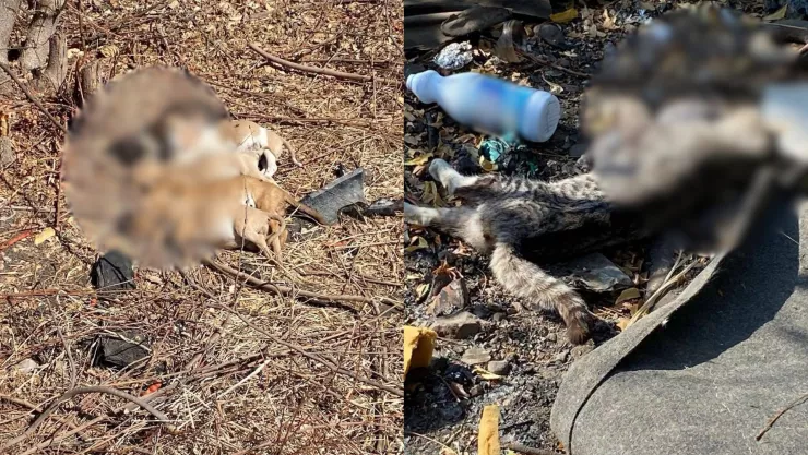 Denuncian envenenamiento masivo de perros y gatos en Villa Unión, Mazatlán