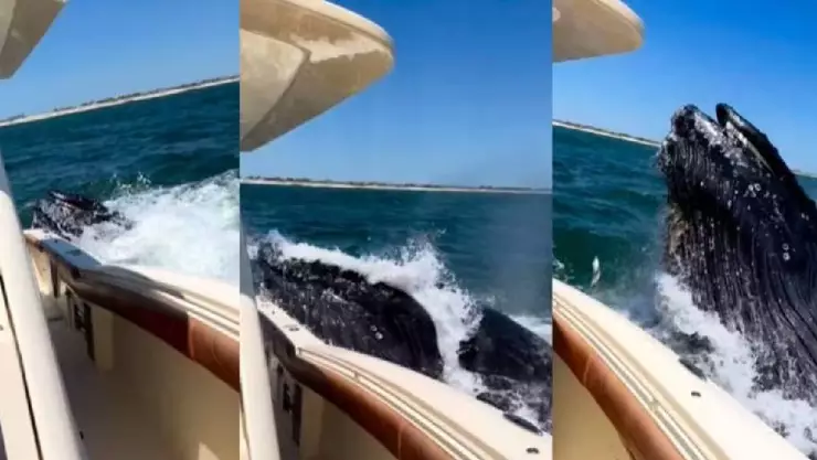 VIDEO_ Ballena golpea yate y provoca pánico entre los tripulantes