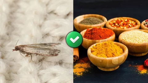 como-eliminar-polillas-de-la-ropa-con-especia-natural-que-reemplaza-a-la-naftalina