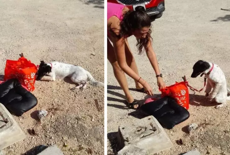 Captan a mujer abandonando un perro en Playa del Carmen; estaba lesionado.jpg