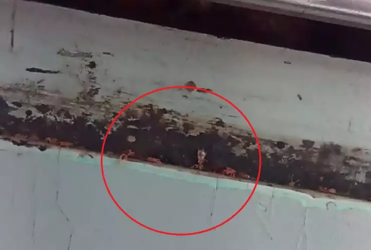 plaga de chinches en el metro cdmx