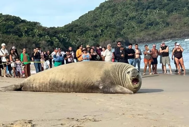 Elefante marino en Nayarit hoy 27 de enero de 2026: Avistamiento en San Blas y Los Ayala Compostela
