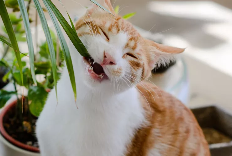 ¿Cuáles son los objetos que ponen en riesgo la salud de tu gato? ¡Toma nota!
