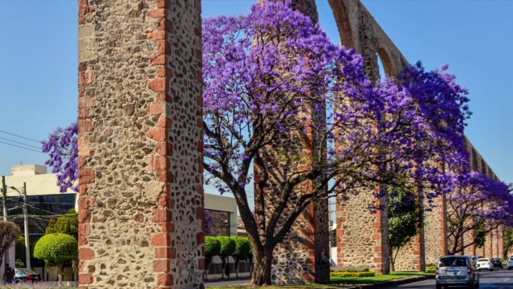 ¿Cuál es el origen de las jacarandas en Querétaro?