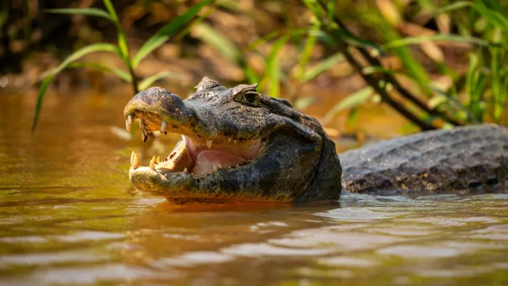 cocodrilo-ataque-niña