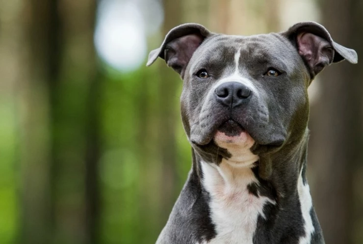 perro-pitbull-shutterstock_0_33_958_596.jpg