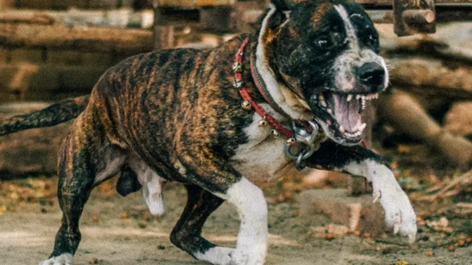 perro_peleas.jpg
