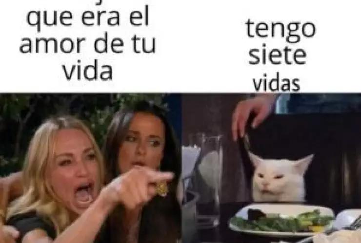 Memes de Gatos en su día internacional