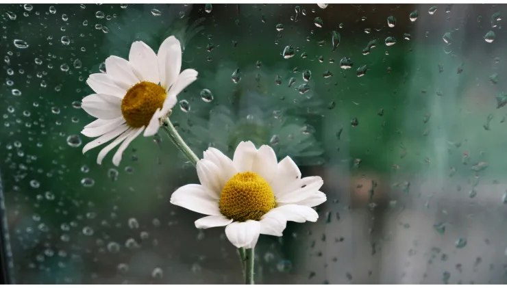 mojarse bajo la lluvia beneficios