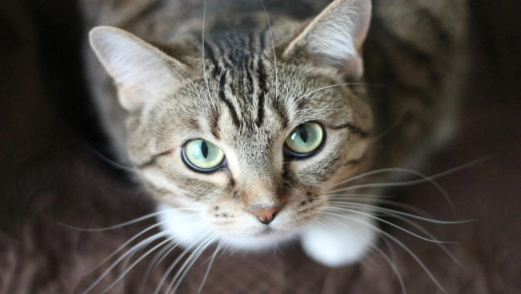 Crueldad-animal-autoridades-condenan-tortura-en-contra-de-un-gato-en-Guerrero