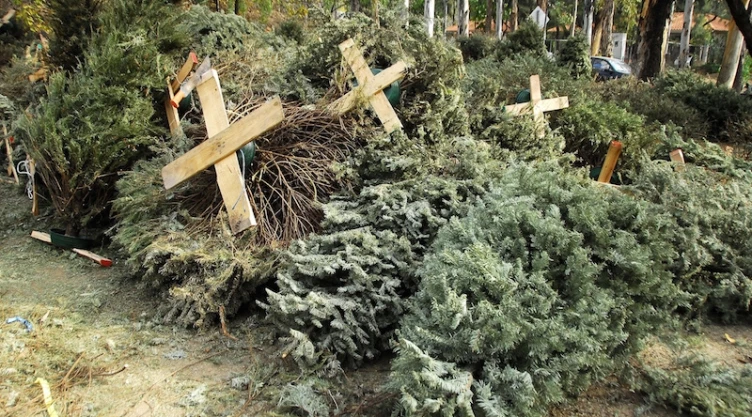 Árboles de navidad