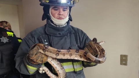 serpiente bosques de san sebastian