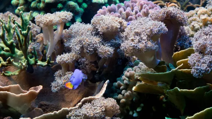 arrecifes de coral