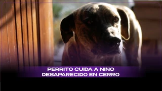 En Ecuador, niño sobrevive en el cerro gracias a compañía de un perrito.