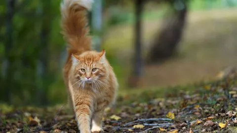 El lugar al que van los gatos que escapan de casa, según la ciencia