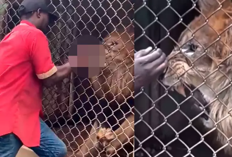 león-arranca-dedo-cuidador-zoológico-jamaica.jpg