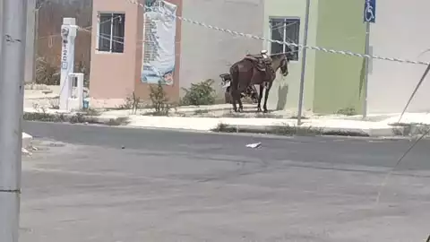 caballo amarrado bajo el sol maltrato animal