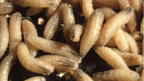 Confirman 237 casos activos de Gusano Barrenador en México; Qué es y cómo afecta al ganado de Aguascalientes