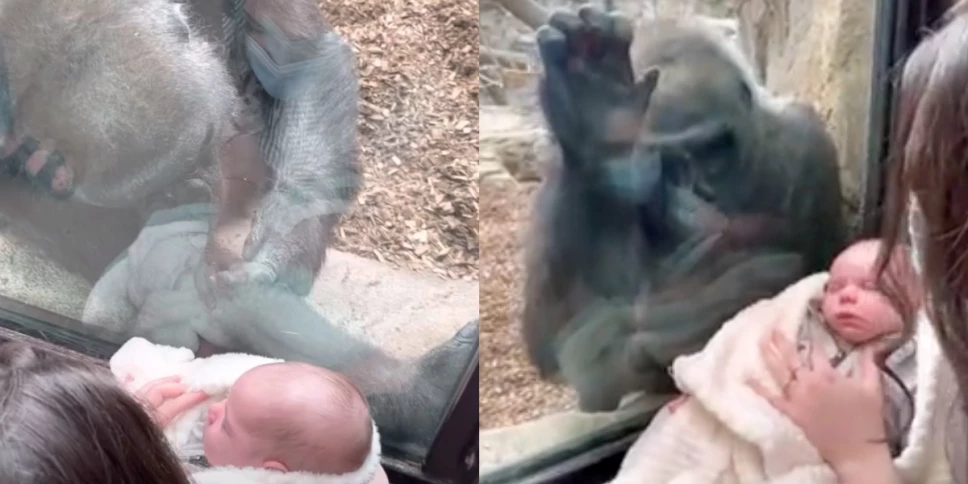 gorila conoce bebe humano