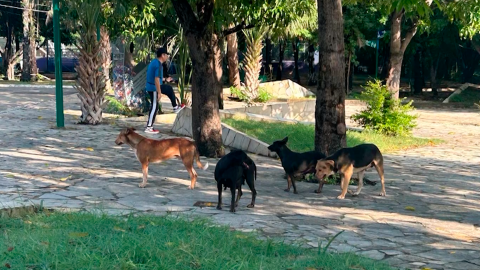 Perros Caña Hueca