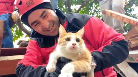 Rescatan a gato de los escombros en Turquía