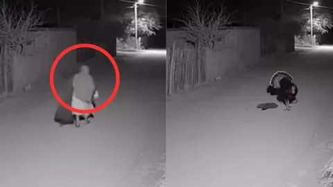 Captan en video a mujer convirtiéndose en guajolote en Veracruz y desata debate en redes