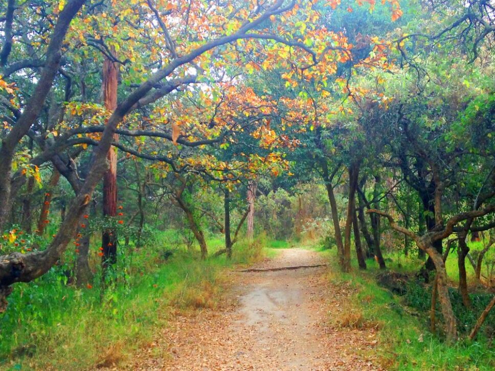 Bosque de Tlalpan