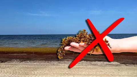 Playas libres de sargazo Quintana Roo HOY 14 de agosto de 2025: Lista completa desde Cancún a Holbox