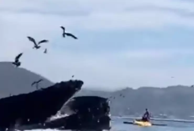 Ballena se ´'traga’ a dos turistas.